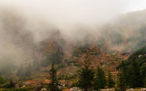 Serene misty mountain landscape with evergreen trees and a blanket of fog.